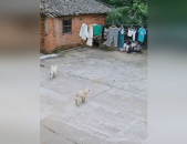 汪汪队吃瓜网,揭秘狗狗世界的趣味八卦